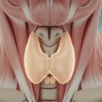 Euthyroidism: The Balanced Thyroid State and How New Zealanders Can Keep It